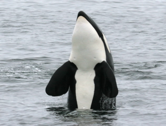 Orca Spyhop